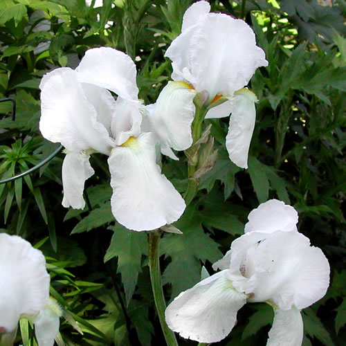 Iris germanica Immortality